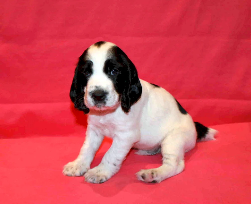Russischer Spaniel