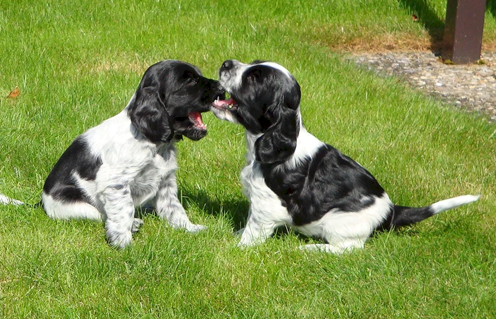 Russischer Jagdspaniel