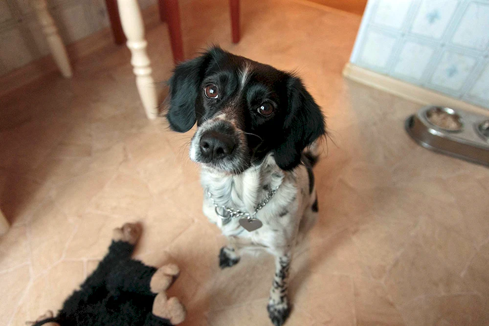 Russischer Spaniel glatt-haarig