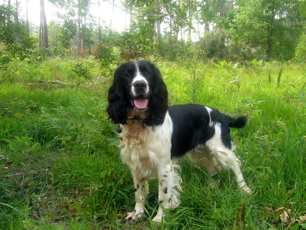Russischer Jagdspaniel