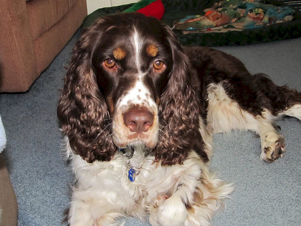 Englischer Springer Spaniel. spaniel