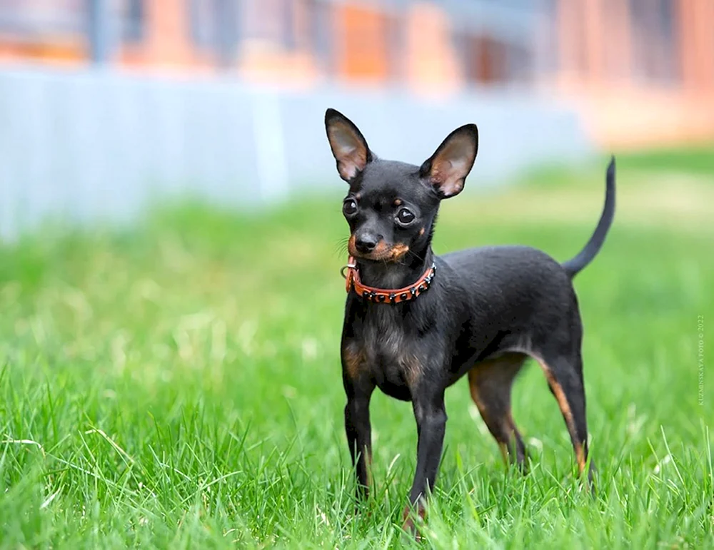 Zweng Pinscher