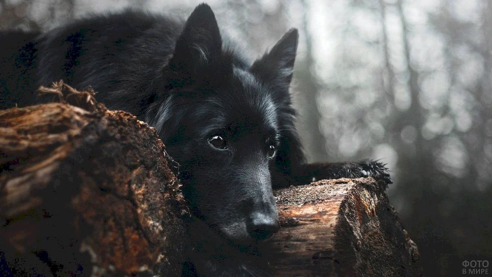 Russischer Wolfshund schwarz