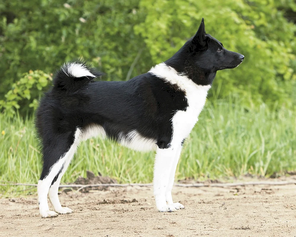 Russischer Europäischer Husky