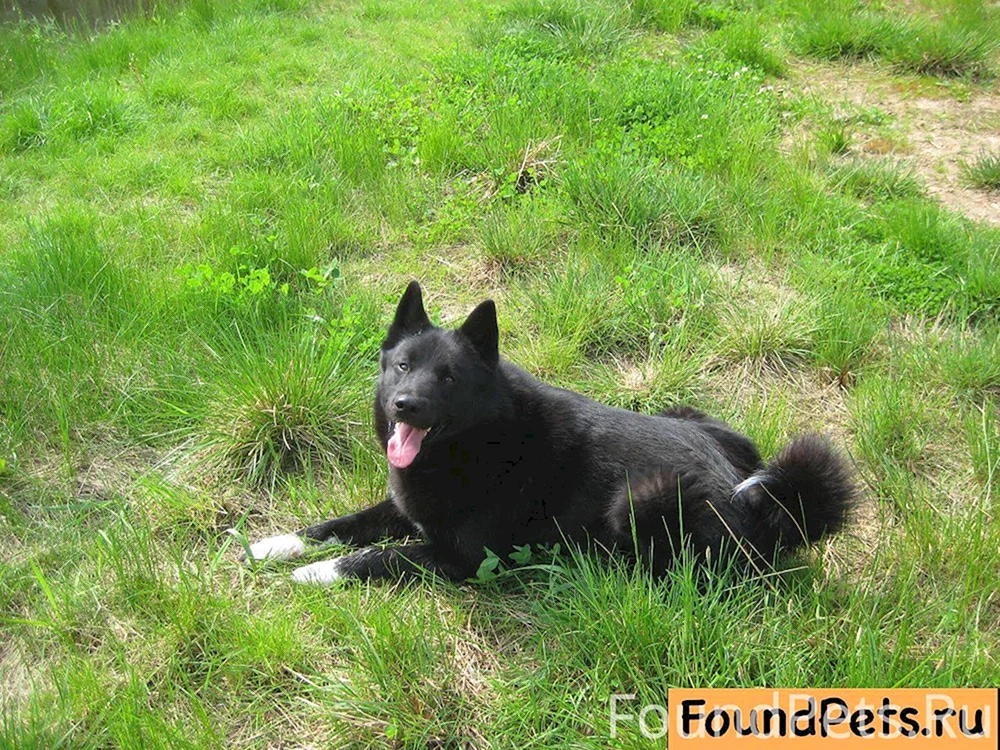 Ostsibirischer Husky schwarz