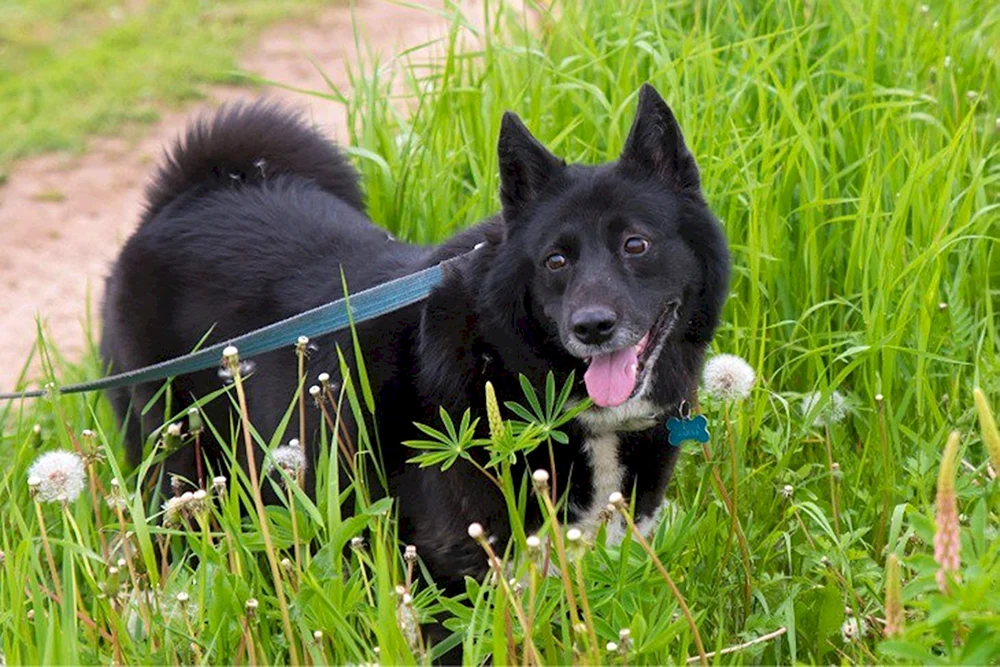 Norwegischer Husky