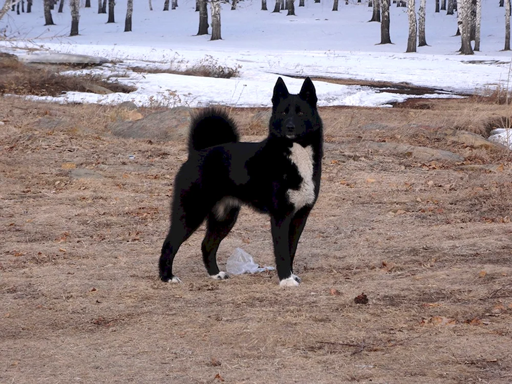 Russischer Europäischer Husky