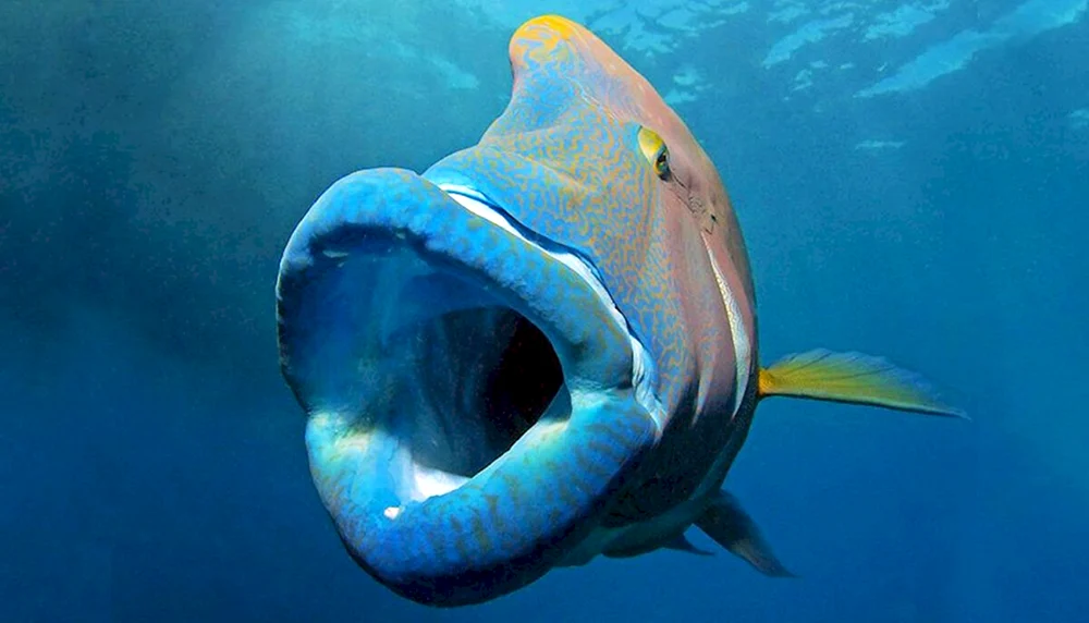 Goldener Stachelfisch Schwammfisch