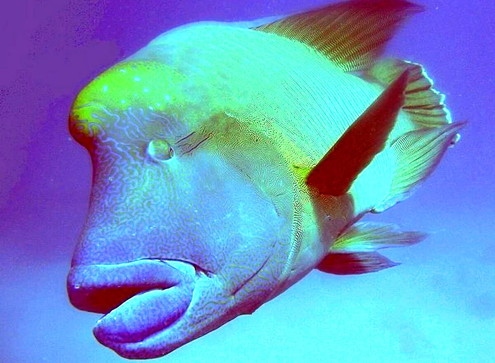 Neotophorus Kurzflossenfisch