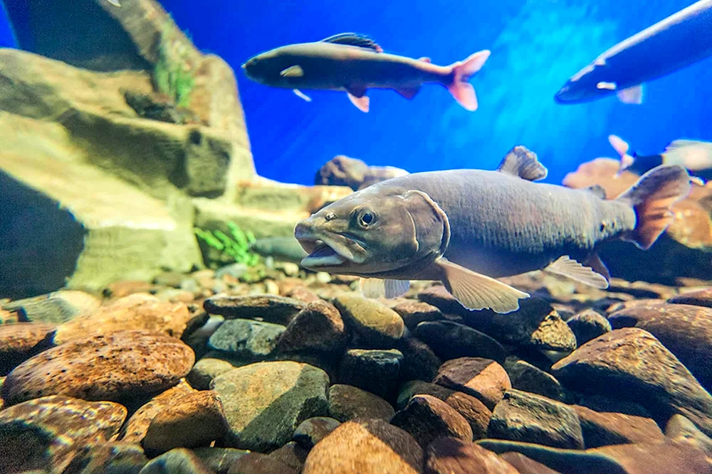 Baikal Fisch Baikalsee omul