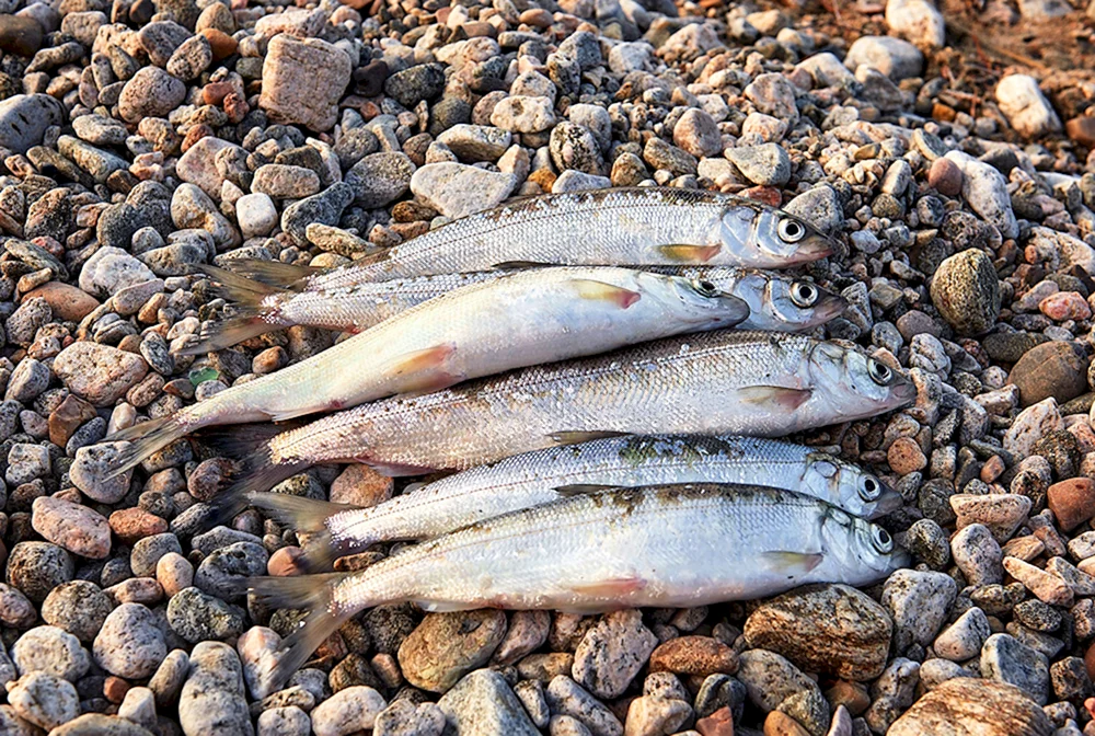 Baikal omul Winterfischen