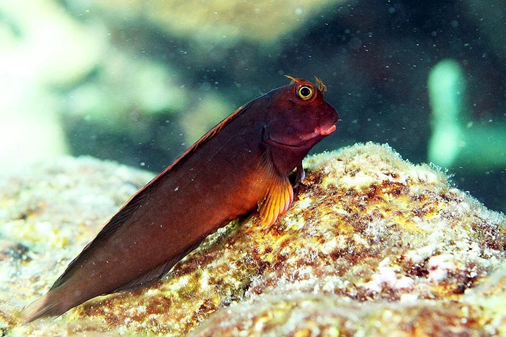 Blenny