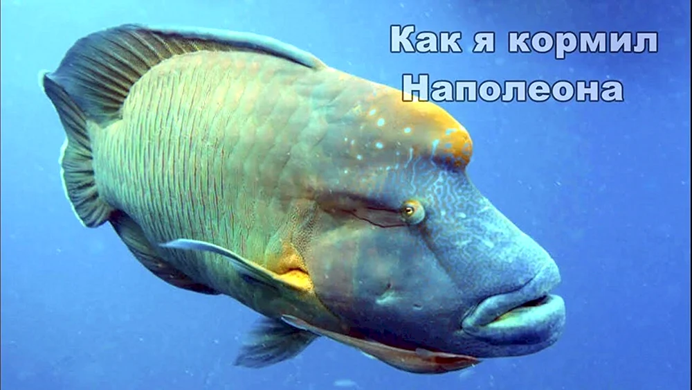 Lippenfisch mit wulstigen Augen