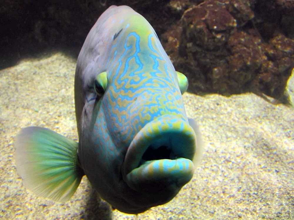 Ein schafsköpfiger Schwammfisch