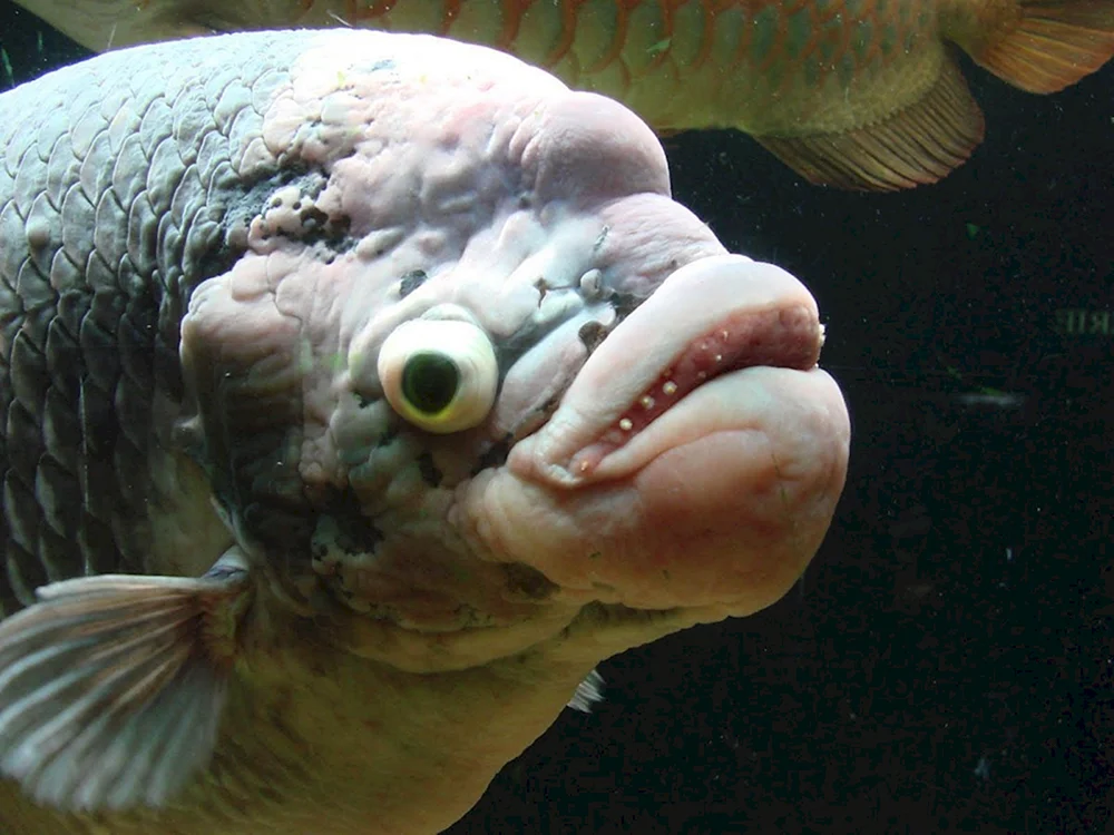 Ein Schwammfisch