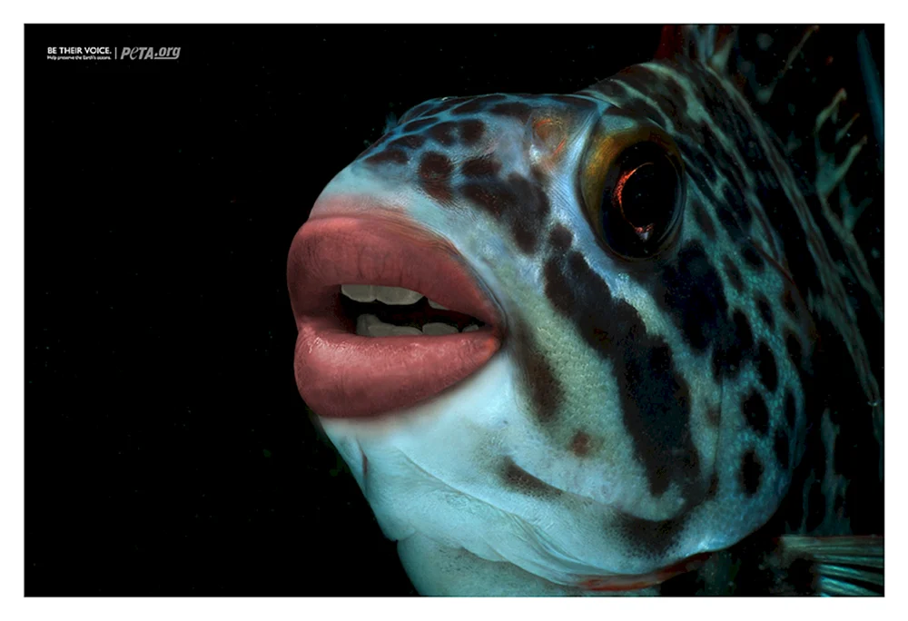 Ein Schwammfisch