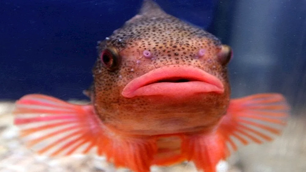 Ein Schwammfisch- Klecks Psychrolutes marcidus