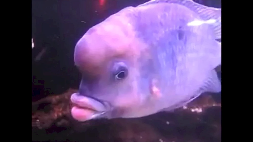 Asiatischer Schafkopf-Schwammfisch