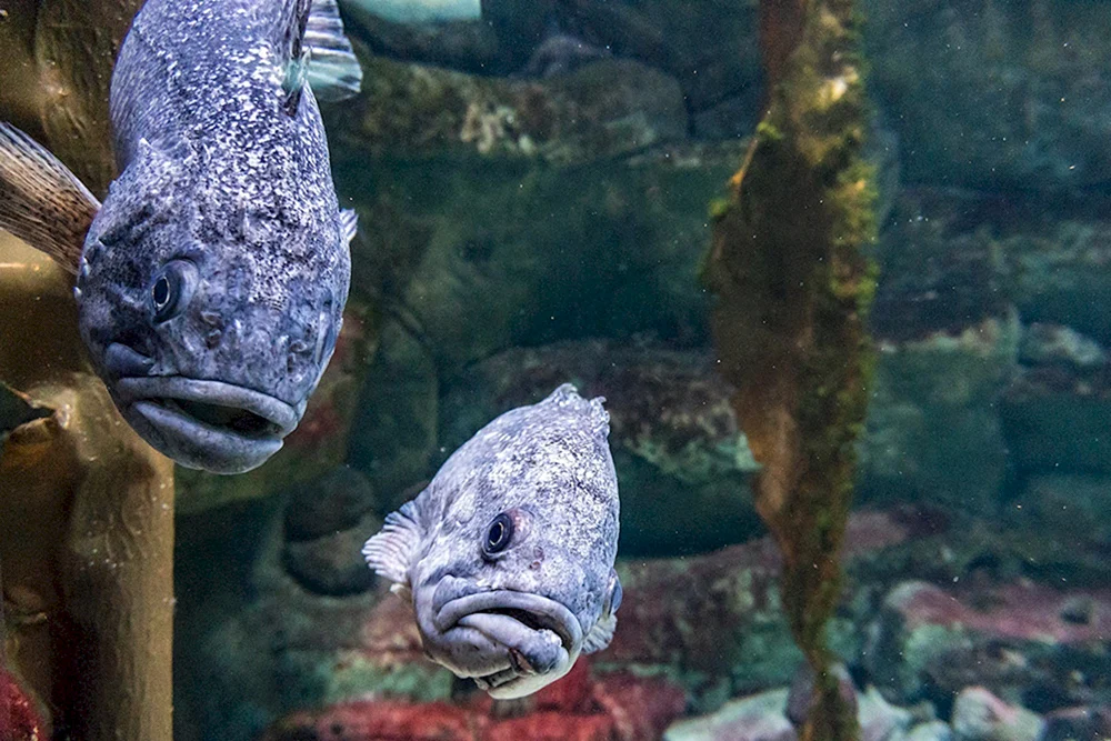 Mulletfish