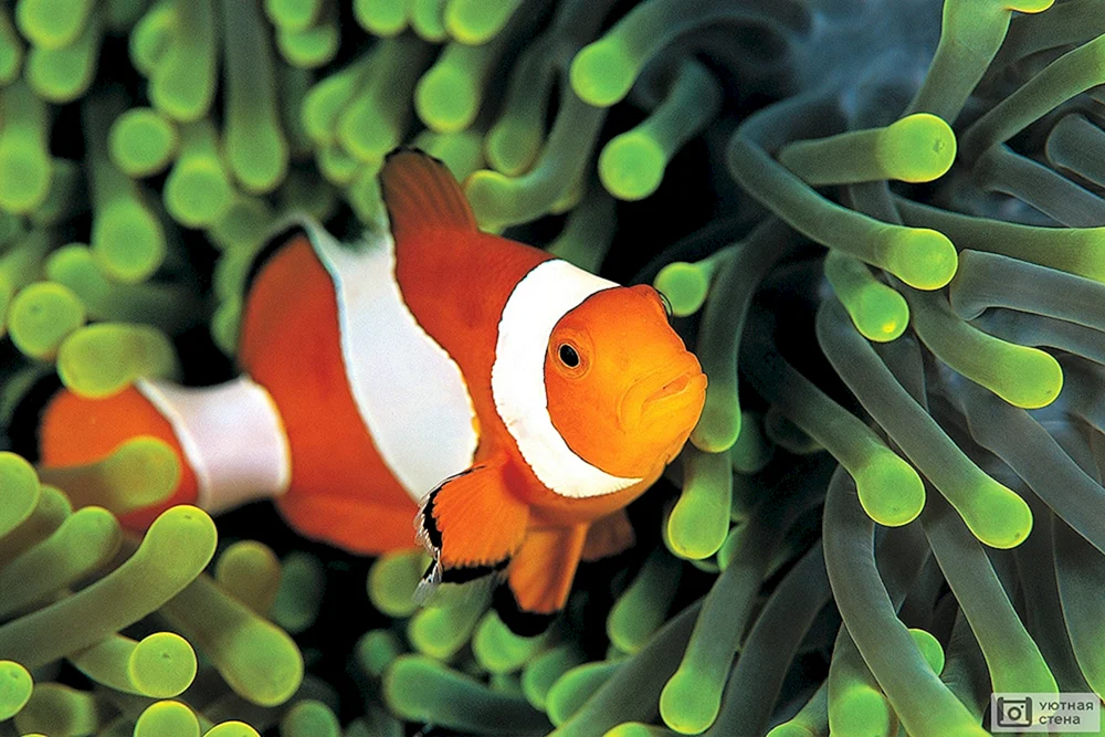 Clownfisch ocellaris