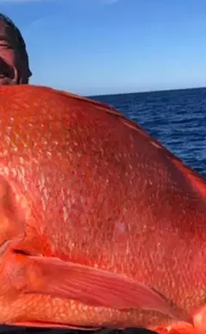Roter Luzianerfisch