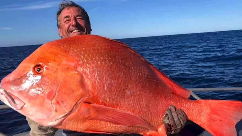 Roter Luzianerfisch