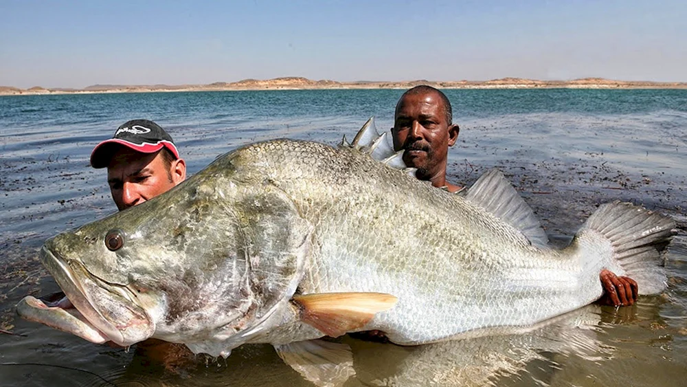 Großfisch