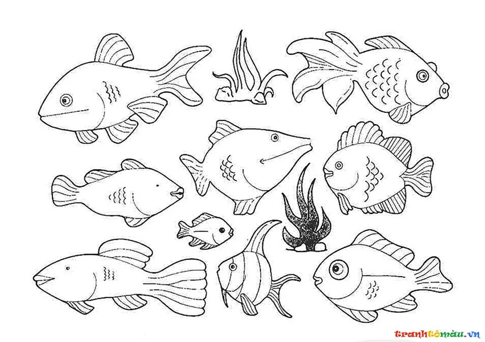 Fischzeichnung
