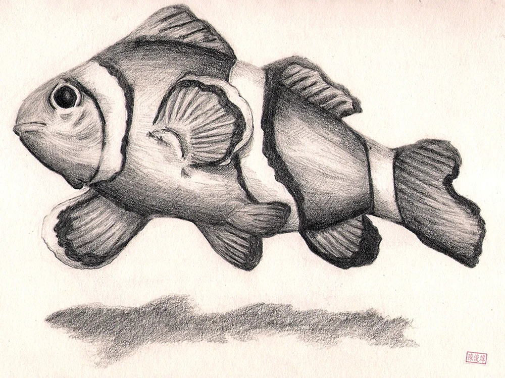 Fischzeichnung zum Zeichnen