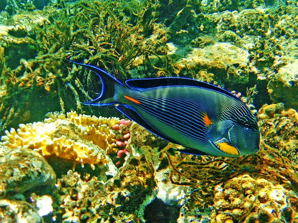 Ägyptische Unterwasserwelt Sharm El Sheikh