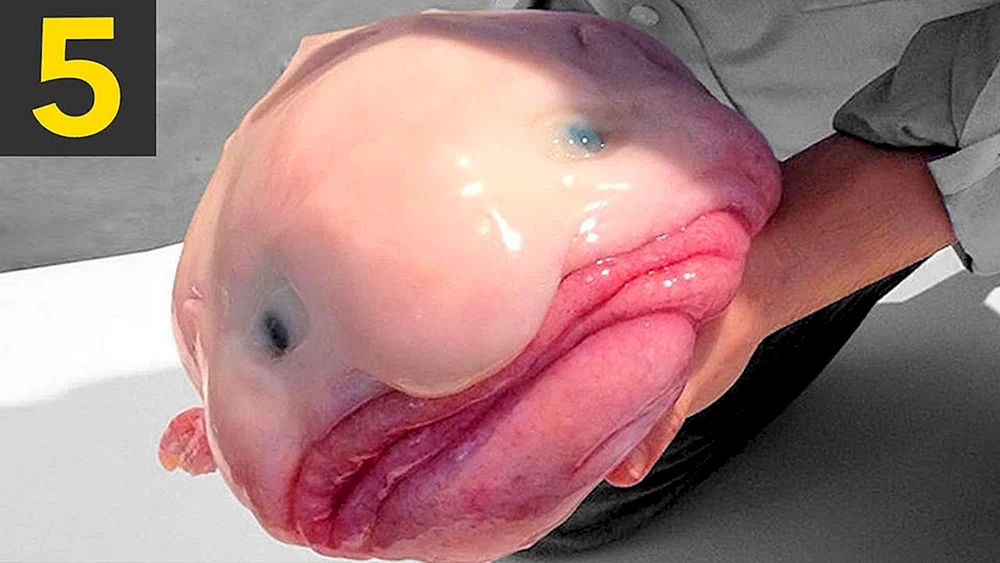 Kurzflossen-Stachelfisch