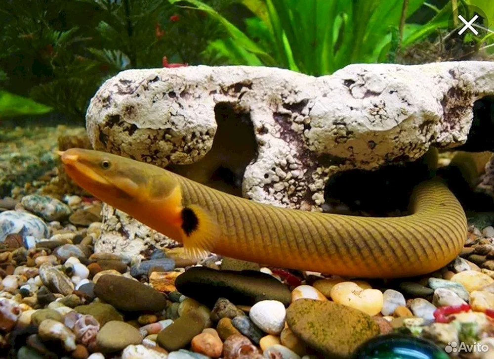 Calamoichte Kalabar-Schlangenfisch