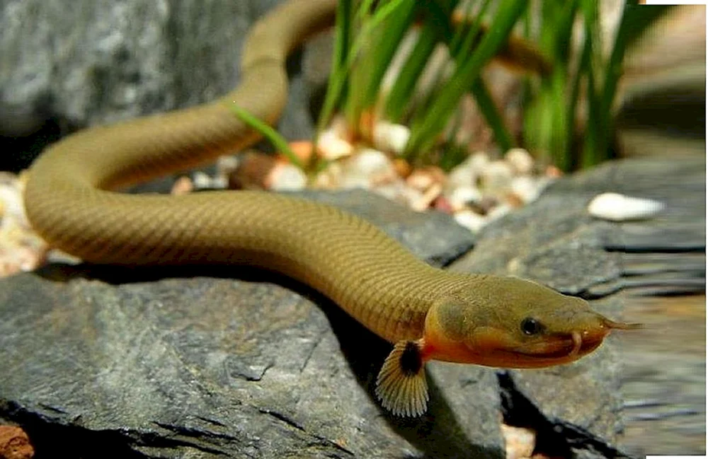 Calamoichte Kalabar-Schlangenfisch