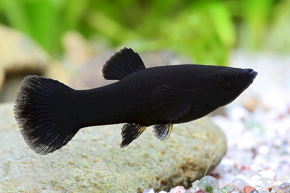 Teleskopfisch Aquarienfisch schwarz
