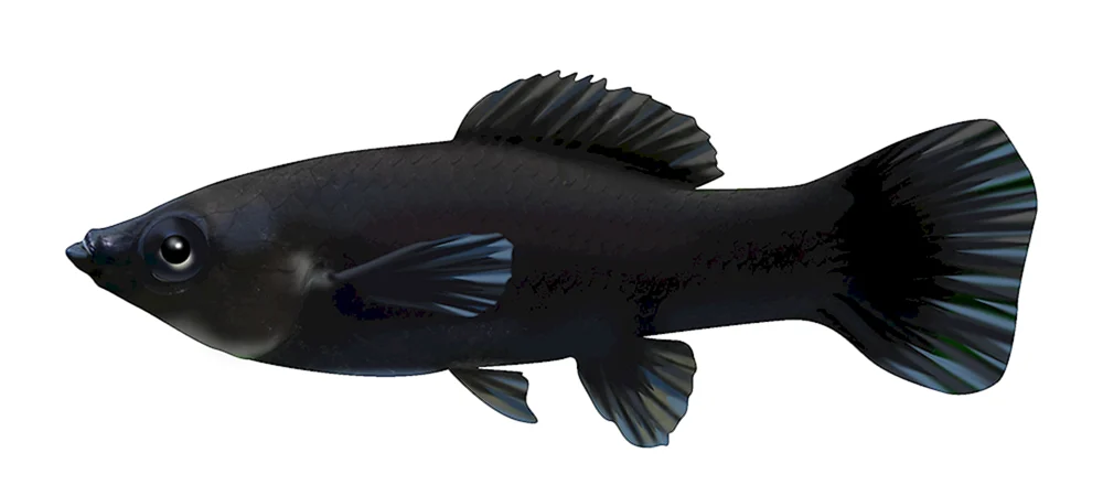 Guppies Aquarienfisch