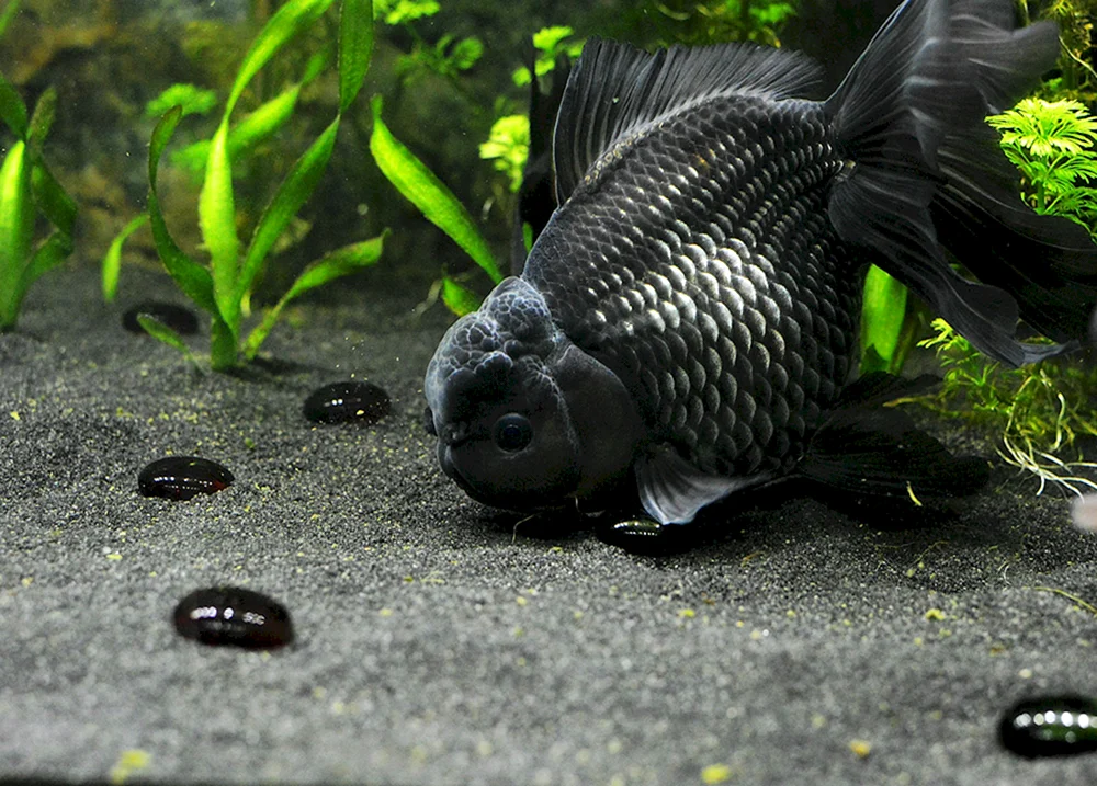 Skalaria Aquarienfisch