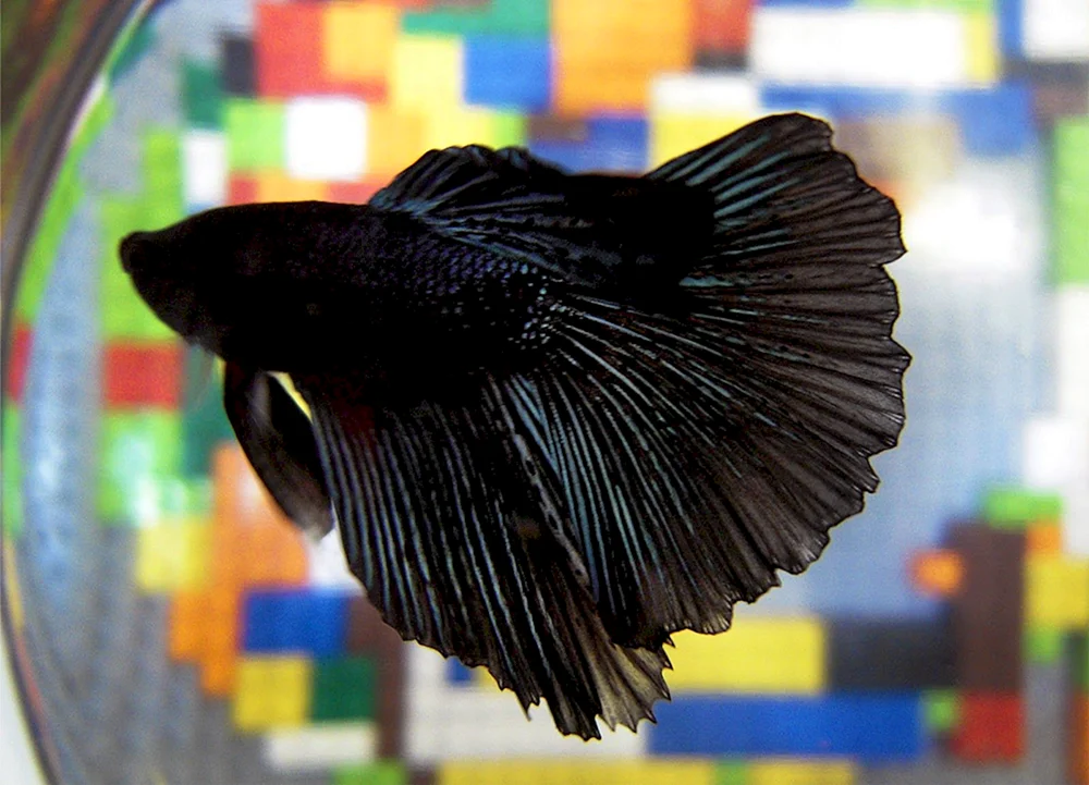 Goldener Teleskopfisch schwarz