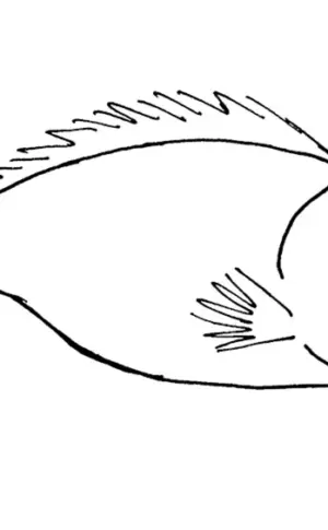 Fischzeichnung