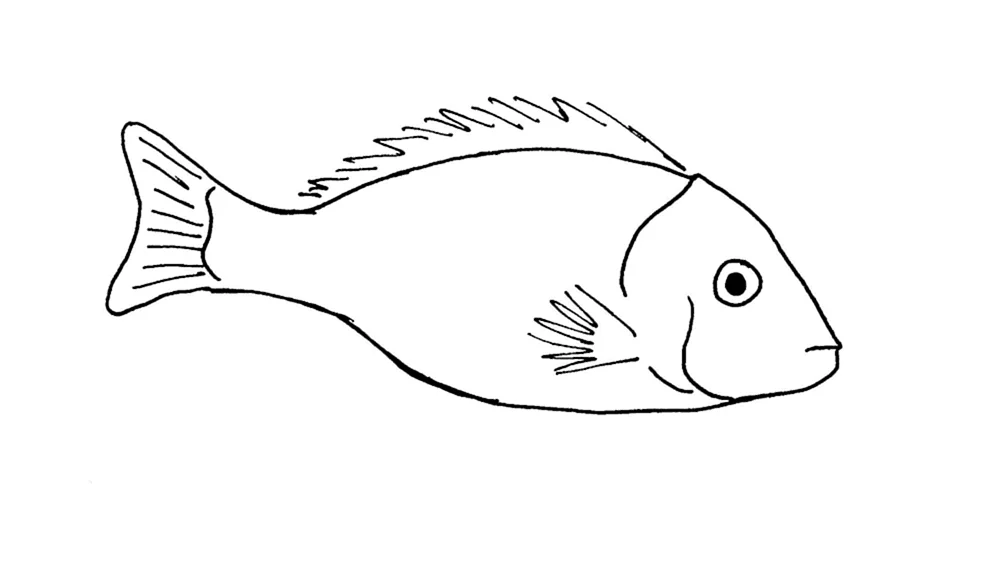 Fischzeichnung