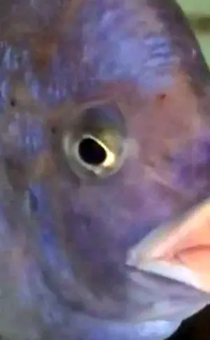 Ein Fisch mit großen Lippen