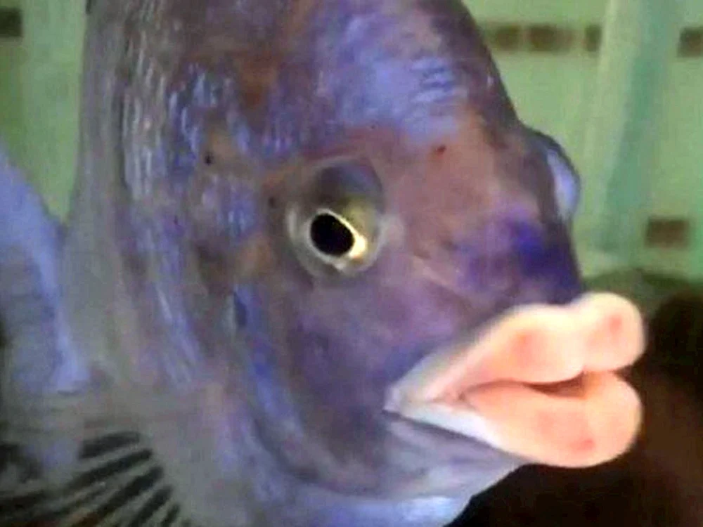 Ein Fisch mit großen Lippen