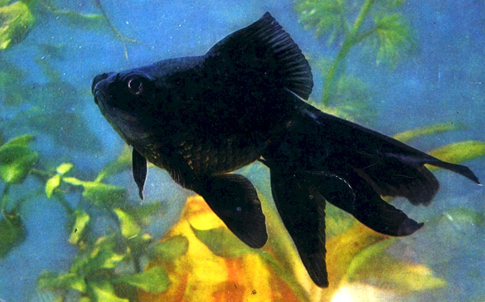 Teleskop Vualeontail schwarzer Fisch