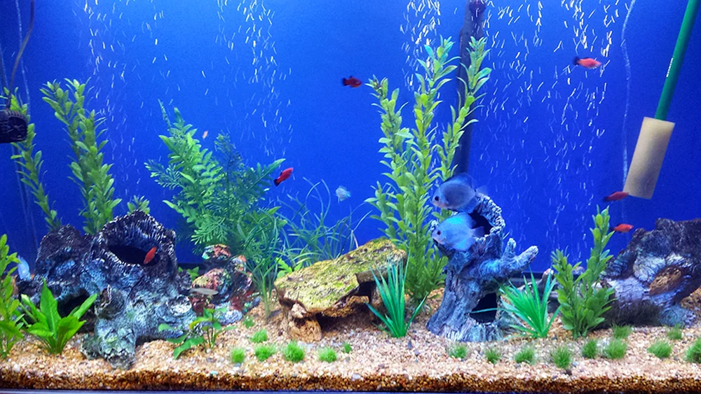 Aquascape Amano