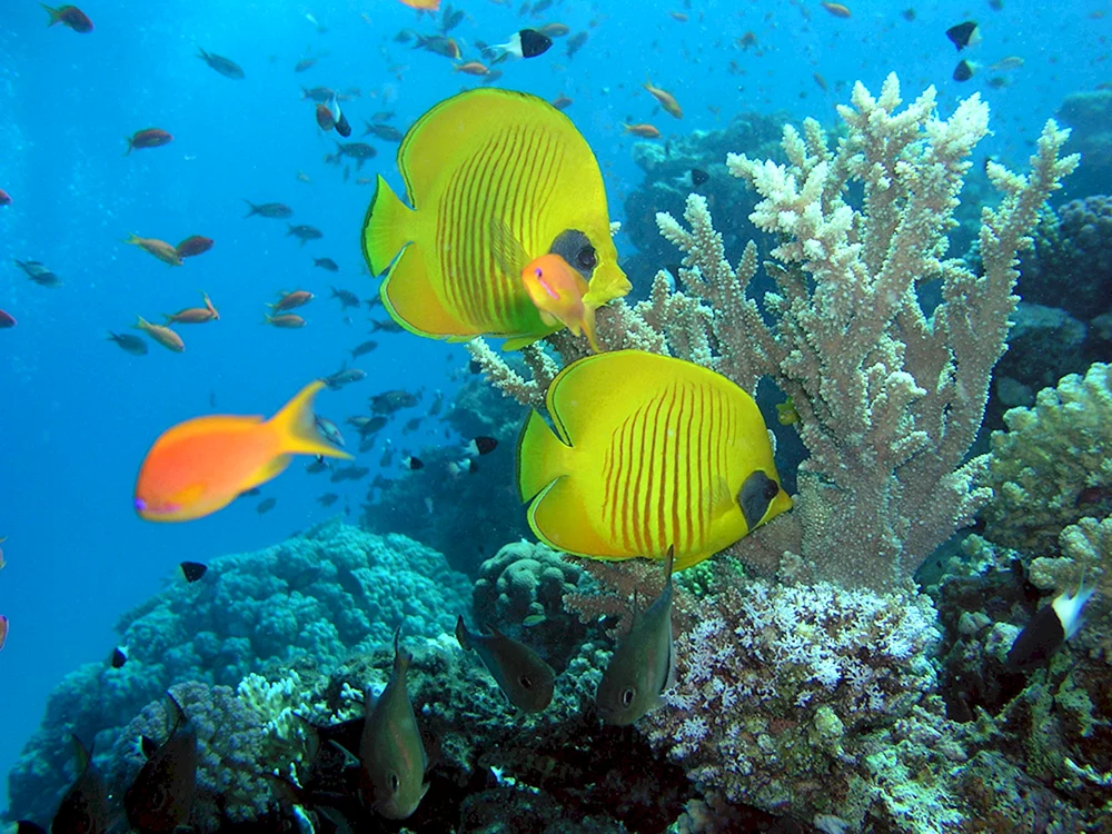 Fisch im Roten Meer Ägypten