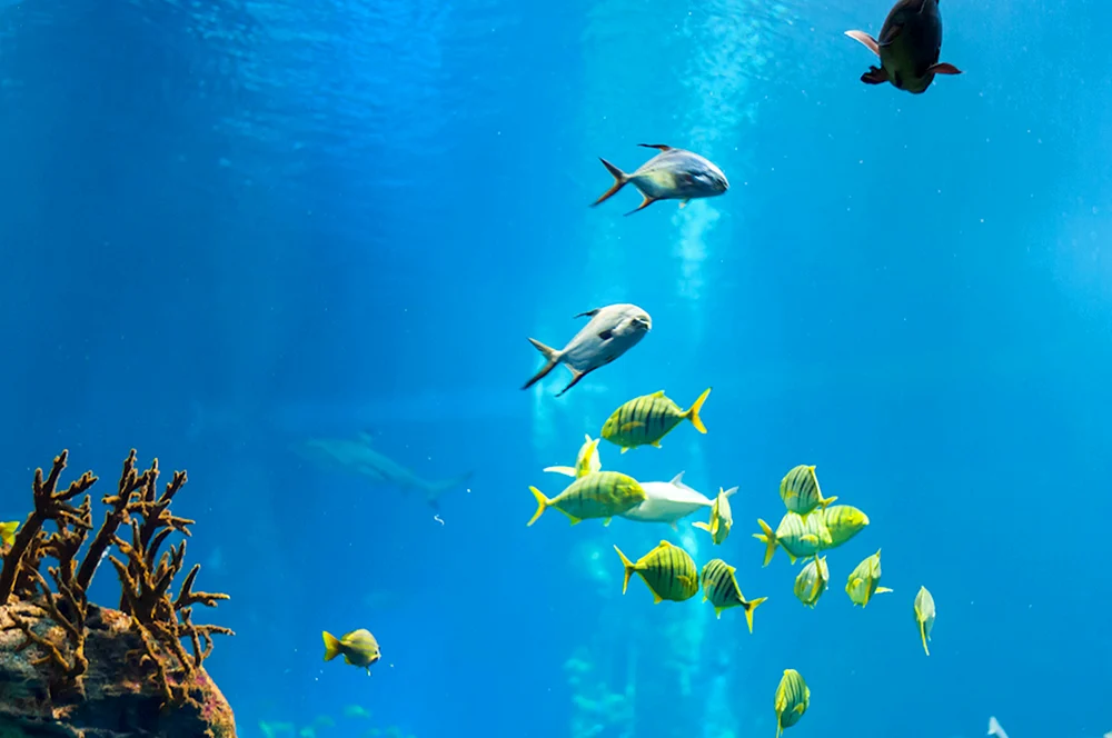 Fisch im Ozean