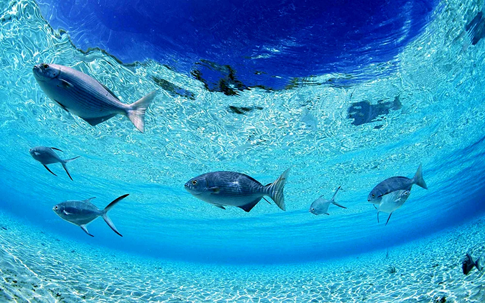 Fische unter Wasser
