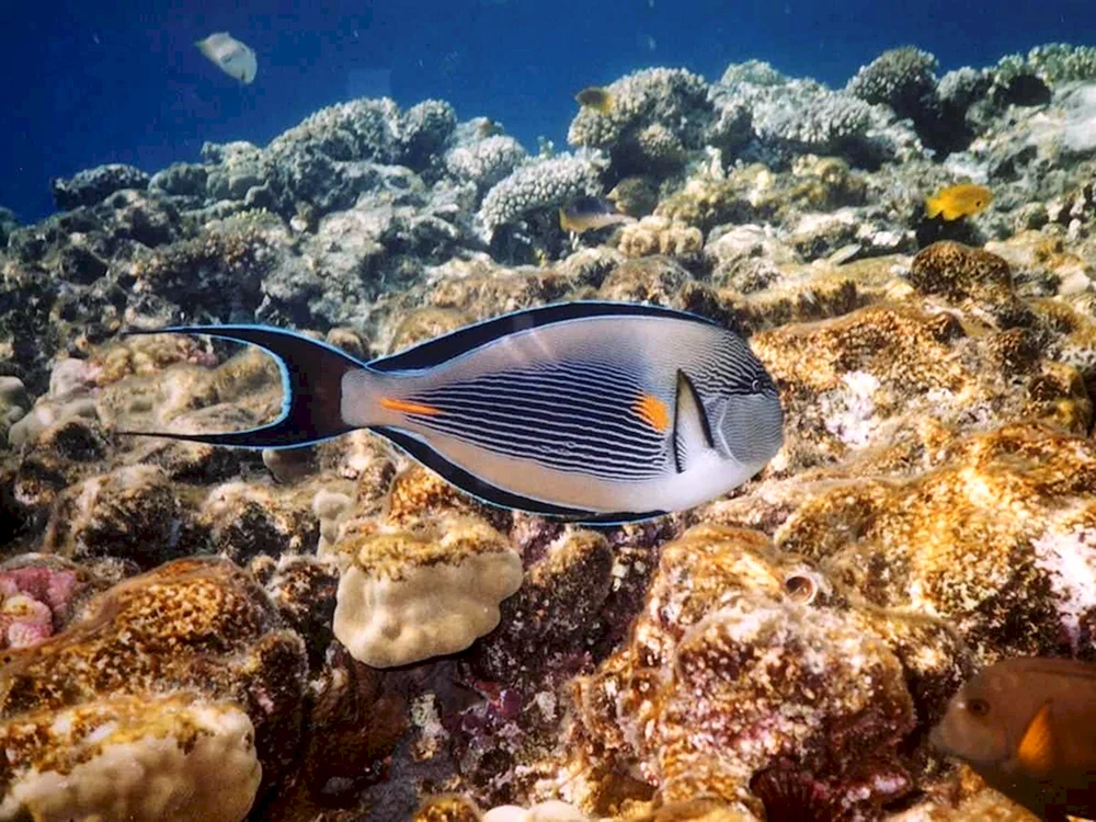 Safaga Fisch
