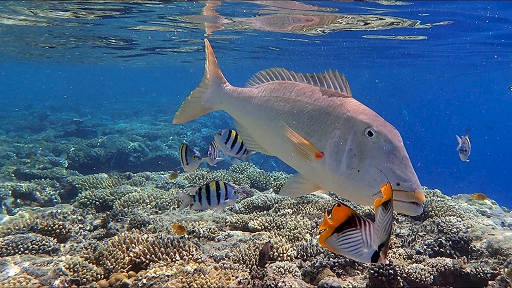 Fische Scharm El Scheich