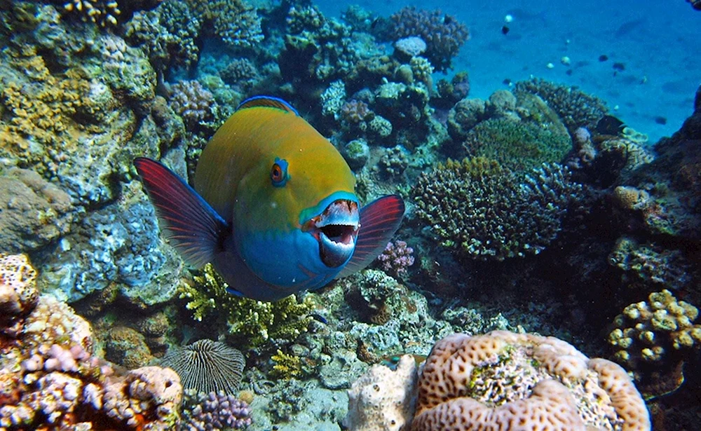 Sharm El Sheikh Fisch