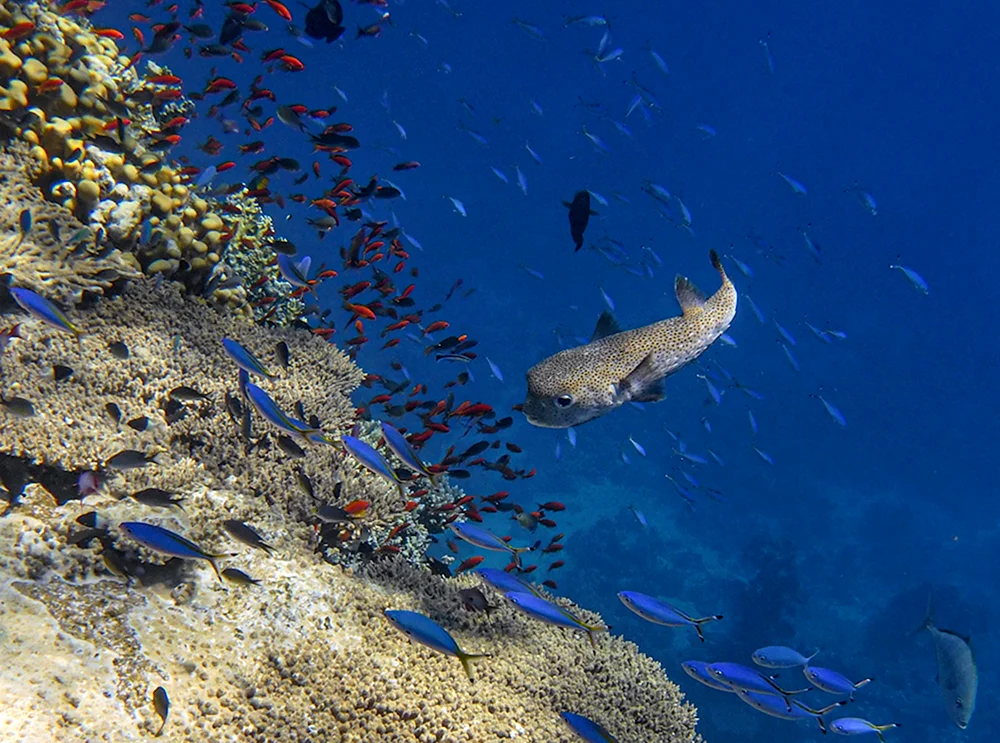 Sharm El Sheikh Fisch